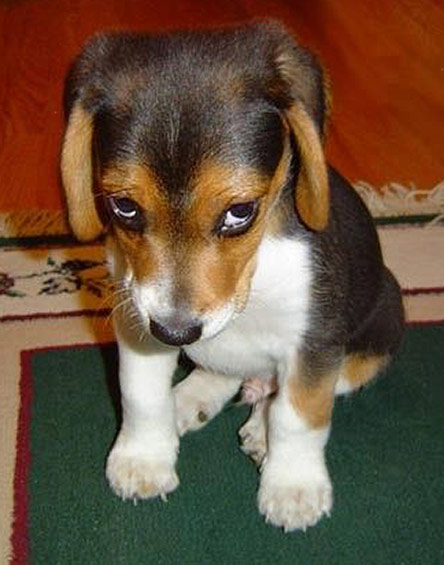 Date this beautiful Brazil girl B1942 from  B1942