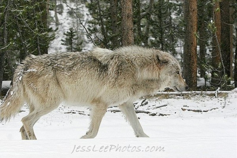 Date this gorgeous United States man Lycos2011 from Cincinnati US7254