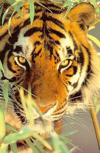 Date this happy United States man Poohbear from Gainesville US10670